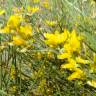 Fotografia 1 da espécie Genista spartioides do Jardim Botânico UTAD