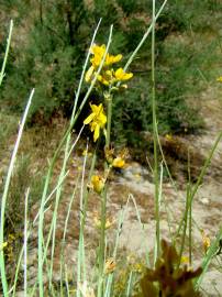 Fotografia da espécie Genista spartioides