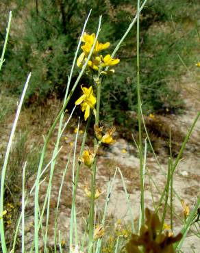 Fotografia 4 da espécie Genista spartioides no Jardim Botânico UTAD