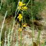 Fotografia 4 da espécie Genista spartioides do Jardim Botânico UTAD