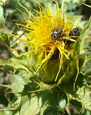 Fotografia 1 da espécie Phonus arborescens no Jardim Botânico UTAD