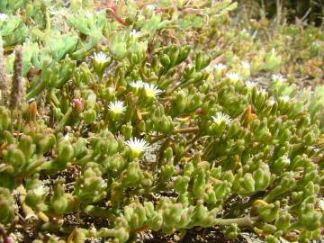 Fotografia da espécie Mesembryanthemum nodiflorum