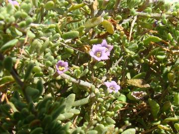 Fotografia da espécie Lycium intricatum