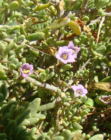 Fotografia de capa Lycium intricatum - do Jardim Botânico