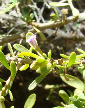 Fotografia 3 da espécie Lycium intricatum no Jardim Botânico UTAD