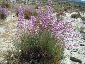 Fotografia da espécie Limonium insigne