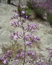 Fotografia da espécie Limonium insigne