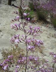 Limonium insigne