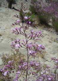 Fotografia da espécie Limonium insigne