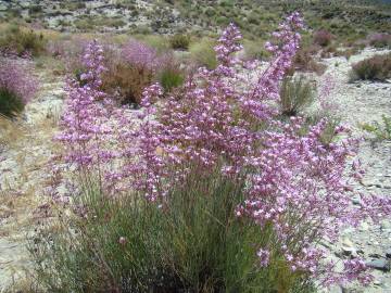 Fotografia da espécie Limonium insigne