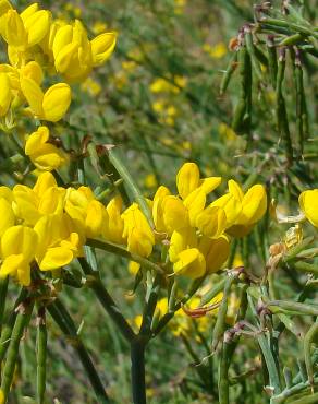 Fotografia 1 da espécie Coronilla juncea no Jardim Botânico UTAD