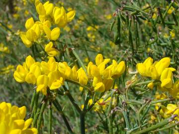 Fotografia da espécie Coronilla juncea