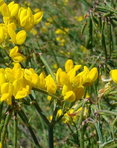 Fotografia de capa Coronilla juncea - do Jardim Botânico