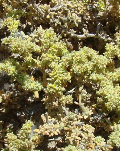 Fotografia de capa Herniaria fontanesii subesp. almeriana - do Jardim Botânico