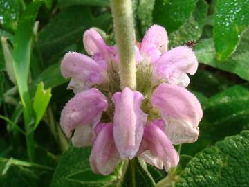 Fotografia da espécie Phlomis purpurea