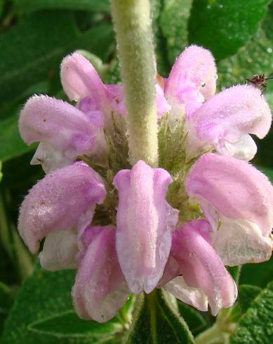 Fotografia de capa Phlomis purpurea - do Jardim Botânico