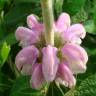 Fotografia 1 da espécie Phlomis purpurea do Jardim Botânico UTAD