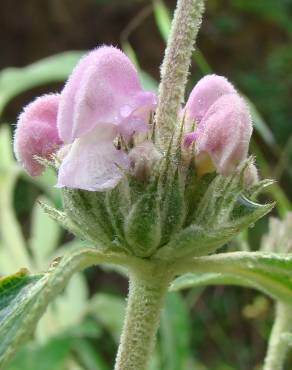 Fotografia 6 da espécie Phlomis purpurea no Jardim Botânico UTAD