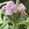 Fotografia 6 da espécie Phlomis purpurea do Jardim Botânico UTAD