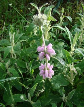 Fotografia 7 da espécie Phlomis purpurea no Jardim Botânico UTAD