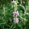 Fotografia 7 da espécie Phlomis purpurea do Jardim Botânico UTAD