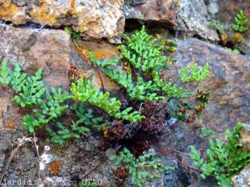 Fotografia da espécie Cheilanthes hispanica