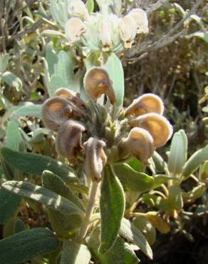 Fotografia 8 da espécie Phlomis purpurea no Jardim Botânico UTAD