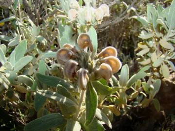 Fotografia da espécie Phlomis purpurea