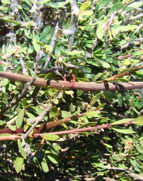 Fotografia 3 da espécie Periploca laevigata no Jardim Botânico UTAD