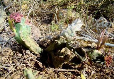 Fotografia da espécie Caralluma europaea