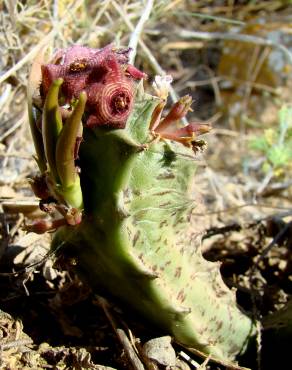 Fotografia 3 da espécie Caralluma europaea no Jardim Botânico UTAD