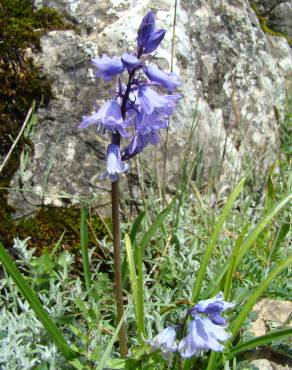 Fotografia 4 da espécie Hyacinthoides hispanica no Jardim Botânico UTAD