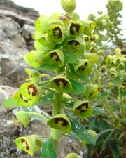 Fotografia da espécie Euphorbia characias