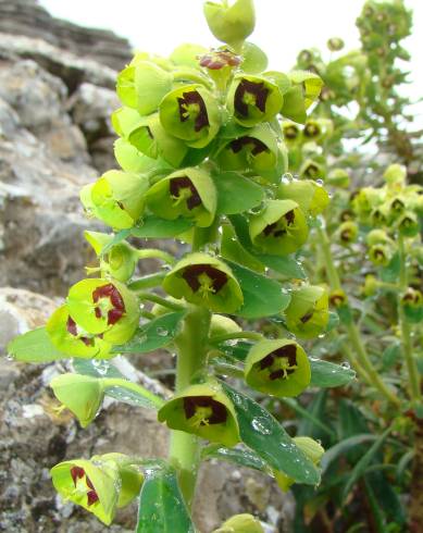 Fotografia de capa Euphorbia characias subesp. characias - do Jardim Botânico