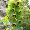 Fotografia 1 da espécie Euphorbia characias subesp. characias do Jardim Botânico UTAD