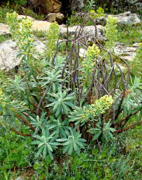 Fotografia 4 da espécie Euphorbia characias subesp. characias no Jardim Botânico UTAD