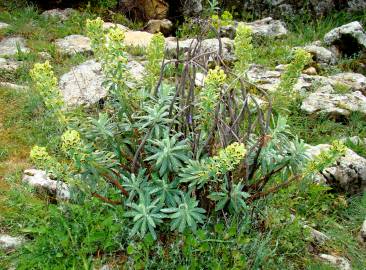 Fotografia da espécie Euphorbia characias subesp. characias