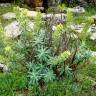 Fotografia 4 da espécie Euphorbia characias subesp. characias do Jardim Botânico UTAD