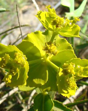 Fotografia 7 da espécie Euphorbia serrata no Jardim Botânico UTAD