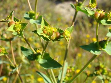 Fotografia da espécie Euphorbia terracina