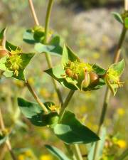 Fotografia da espécie Euphorbia terracina