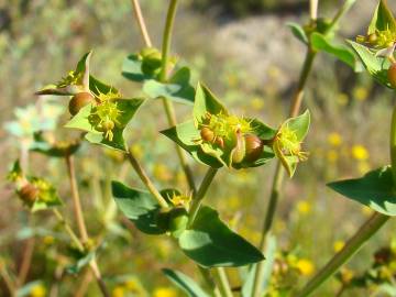 Fotografia da espécie Euphorbia terracina