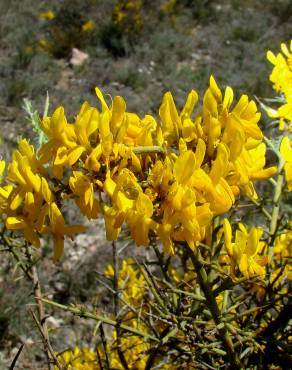 Fotografia 5 da espécie Genista scorpius no Jardim Botânico UTAD