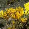 Fotografia 5 da espécie Genista scorpius do Jardim Botânico UTAD