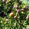 Fotografia 2 da espécie Juniperus phoenicea do Jardim Botânico UTAD