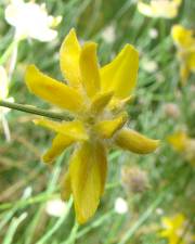 Fotografia da espécie Genista umbellata