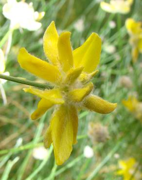 Fotografia 1 da espécie Genista umbellata subesp. equisetiformis no Jardim Botânico UTAD