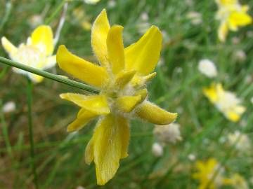 Fotografia da espécie Genista umbellata subesp. equisetiformis