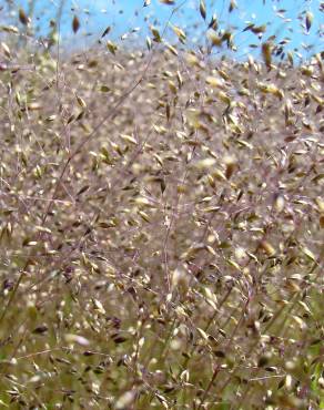 Fotografia 1 da espécie Aira caryophyllea subesp. uniaristata no Jardim Botânico UTAD