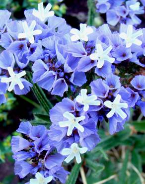 Fotografia 3 da espécie Limonium sinuatum no Jardim Botânico UTAD